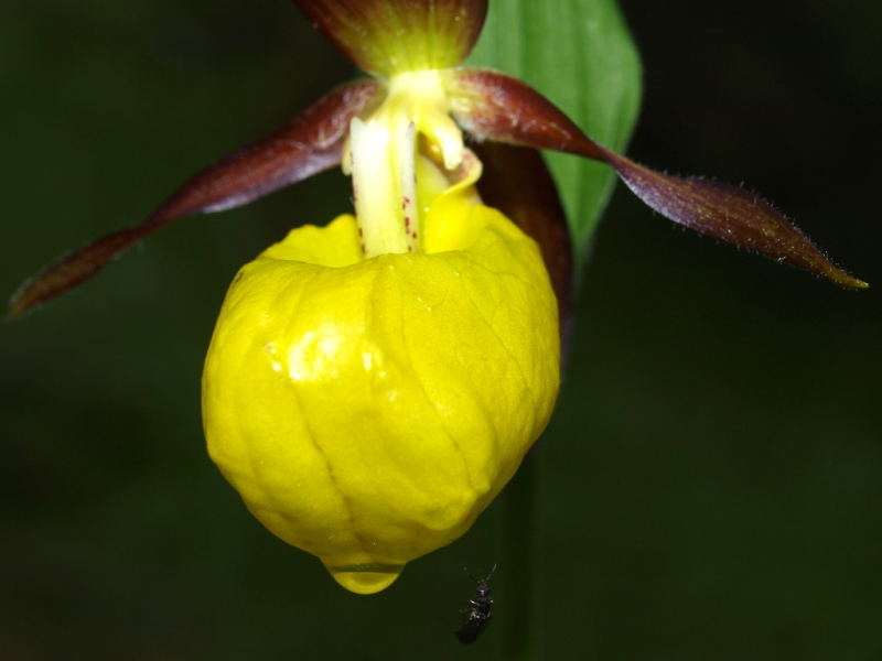 Dal Cadore 2 - Cypripedium calceolus